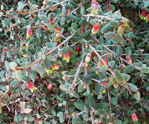 Green Cape Fuchsia - Tolerant Plant Life for Rooftops - Shrubbery covering 10 foot x 12 inches