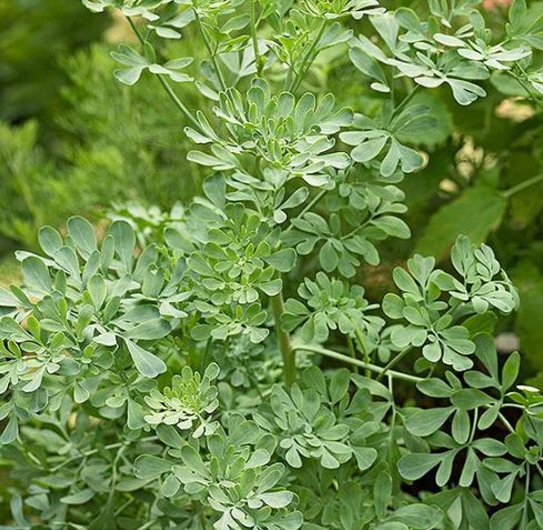 Rue , a shrubby aromatic herb ideal for sunny rooftops, drought resistant