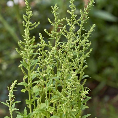 Epazote - Mature plants grow 2-3 feet tall. Order includes 10 Plants