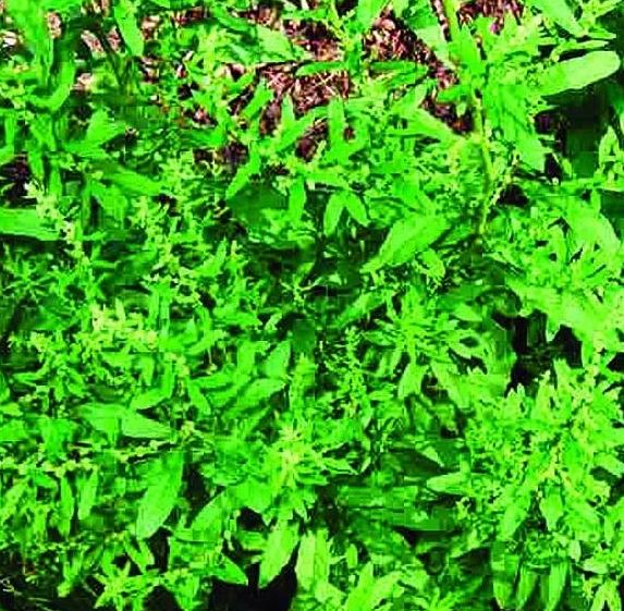 Epazote - Mature plants grow 2-3 feet tall. Order includes 10 Plants