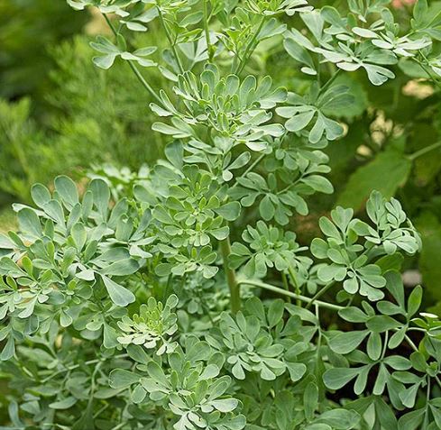 Rue , a shrubby aromatic herb ideal for sunny rooftops, drought resistant