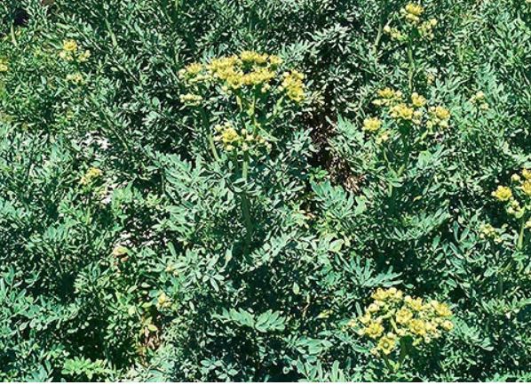 Rue , a shrubby aromatic herb ideal for sunny rooftops, drought resistant